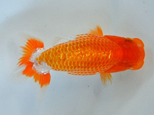 九州・山口日らん会 行司二 赤星 誠 福岡 九州・山口日らん会 行司二 赤星 誠 福岡