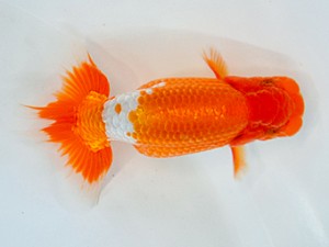 九州・山口日らん会 行司三 橋本武士 福岡 九州・山口日らん会 行司三 橋本武士 福岡