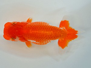 九州・山口日らん会 東脇行司 太田黒正雄 福岡 九州・山口日らん会 東脇行司 太田黒正雄 福岡