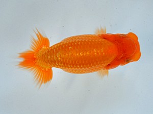 九州・山口日らん会 西脇行司 堀田誠治 宮崎 九州・山口日らん会 西脇行司 堀田誠治 宮崎