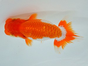 九州・山口日らん会 西大関 平山敏明 宮崎 九州・山口日らん会 西大関 平山敏明 宮崎