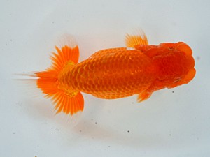 九州・山口日らん会 立行司 橋岡信行 大分B 九州・山口日らん会 立行司 橋岡信行 大分B