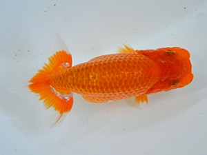 九州・山口日らん会 東取締 太田黒正雄 福岡 九州・山口日らん会 東取締 太田黒正雄 福岡