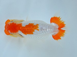 九州・山口日らん会 西取締 南 利幸 大分B 九州・山口日らん会 西取締 南 利幸 大分B