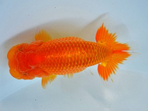 九州・山口日らん会 東関脇 潮田哲久 下関 九州・山口日らん会 東関脇 潮田哲久 下関