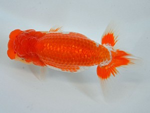 九州・山口日らん会 東小結 緒方敏明 大分B 九州・山口日らん会 東小結 緒方敏明 大分B