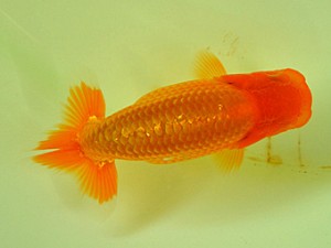 九州・山口日らん会 西小結 安倍松友明 日佐 九州・山口日らん会 西小結 安倍松友明 日佐