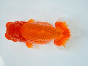 九州・山口日らん会 東大関 赤嶺仲治 大分A 九州・山口日らん会 東大関 赤嶺仲治 大分A