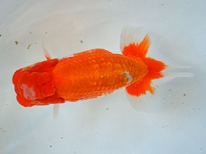 九州・山口日らん会 西大関 田辺智之 下関 九州・山口日らん会 西大関 田辺智之 下関