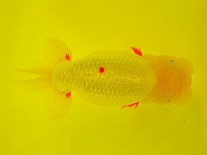 九州・山口日らん会 立行司 内田輝雄 日佐 九州・山口日らん会 立行司 内田輝雄 日佐