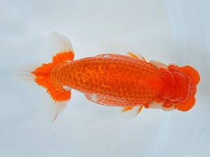 九州・山口日らん会 東取締 宮川宗治 宮崎 九州・山口日らん会 東取締 宮川宗治 宮崎