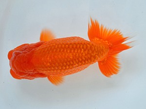 九州・山口日らん会 西取締 真島恵介 鳥栖みやき 九州・山口日らん会 西取締 真島恵介 鳥栖みやき