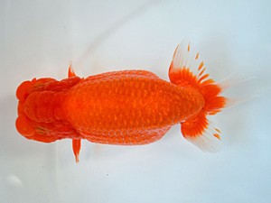 九州・山口日らん会 東大関 八坂幸二 大分B 九州・山口日らん会 東大関 八坂幸二 大分B