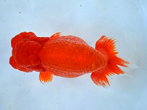 九州・山口日らん会 西大関 太田黒正雄 福岡 九州・山口日らん会 西大関 太田黒正雄 福岡