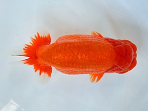 九州・山口日らん会 東取締 溜渕光男 福岡 九州・山口日らん会 東取締 溜渕光男 福岡