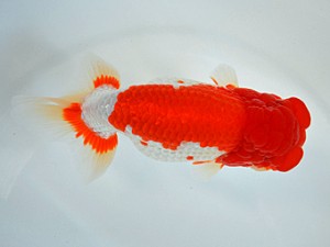 九州・山口日らん会 西取締 東 秀明 日佐 九州・山口日らん会 西取締 東 秀明 日佐