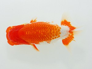 岡山錦鱗会 行司一　武下喜一　愛媛