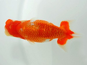 岡山錦鱗会 行司三　丹下　常　今治