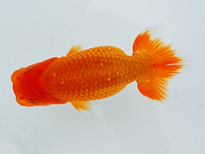 岡山錦鱗会 東脇行司　森田智祥　福山