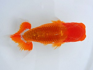 岡山錦鱗会 西脇行司　大久保義彰　千葉