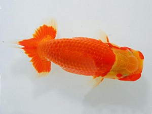 岡山錦鱗会　西大関　南堀育三　小豆島