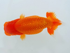 岡山錦鱗会　立行司　梁原隆夫　倉敷