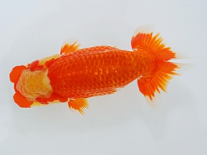 岡山錦鱗会　東取締　田中　勉　高松