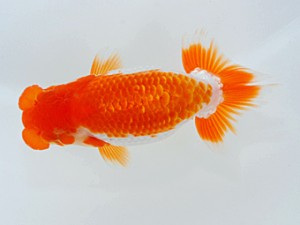 岡山錦鱗会　西取締　吉成志朗　徳島
