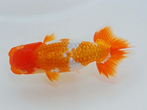 岡山錦鱗会 東関脇　坂本哲朗　児島