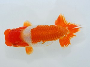 岡山錦鱗会 西関脇　末光　亨　宇和島