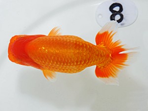 岡山錦鱗会 東小結　高尾昌幸　児島