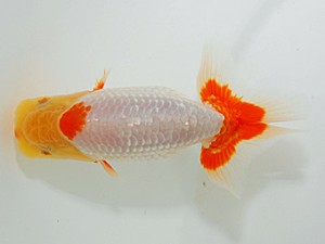 岡山錦鱗会 西小結　梅田博成　鹿児島