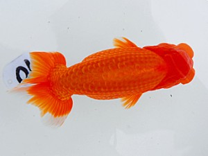 岡山錦鱗会 東勧進元　馬野裕郎　鳥取