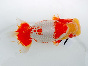 岡山錦鱗会 西勧進元　南堀満良　小豆島