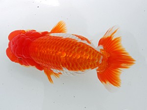 岡山錦鱗会 行司二　城平秀樹　尾道