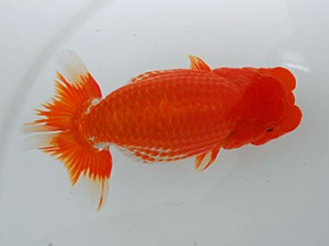 岡山錦鱗会 東脇行司　山根裕敬　福山