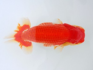 岡山錦鱗会 西脇行司　南堀育三　小豆島