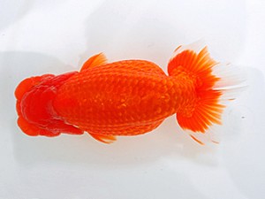 岡山錦鱗会　西大関　高尾直美　児島