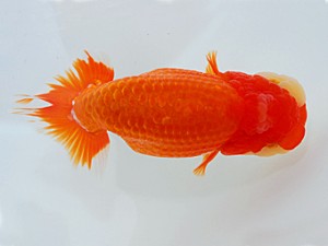 岡山錦鱗会　立行司　西口武志　羽曳野