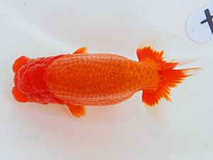 岡山錦鱗会　東取締　川村和己　高知