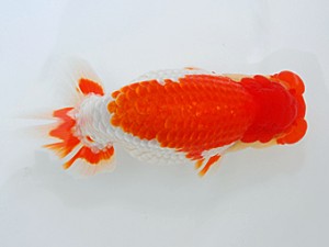 岡山錦鱗会　西取締　高尾昌幸　児島
