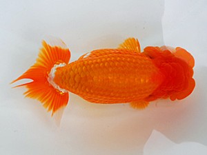 岡山錦鱗会 東関脇　吉成志朗　徳島