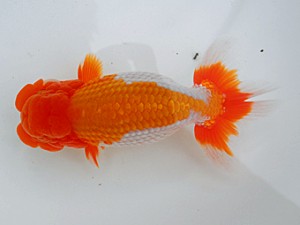 岡山錦鱗会 西関脇　吉成志朗　徳島