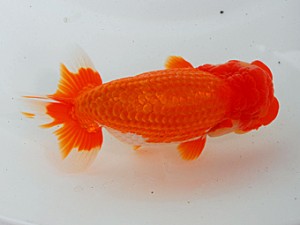 岡山錦鱗会 東小結　城野義人　玉野