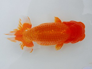 岡山錦鱗会 西小結　細川隆憲　観音寺