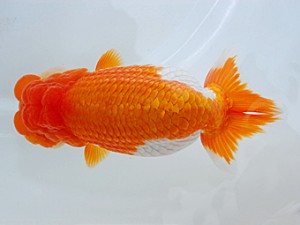 岡山錦鱗会　吉成志朗　徳島