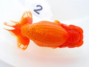 岡山錦鱗会　西大関　南堀満良　小豆島