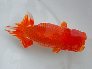 岡山錦鱗会　東取締　有持嘉清　吉野川