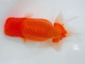 岡山錦鱗会　西取締　荒木智宏　佐賀