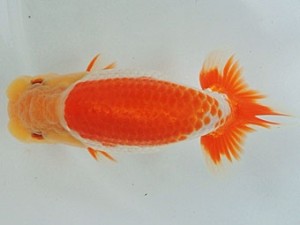 尾張優魚会　榊原英樹　武豊